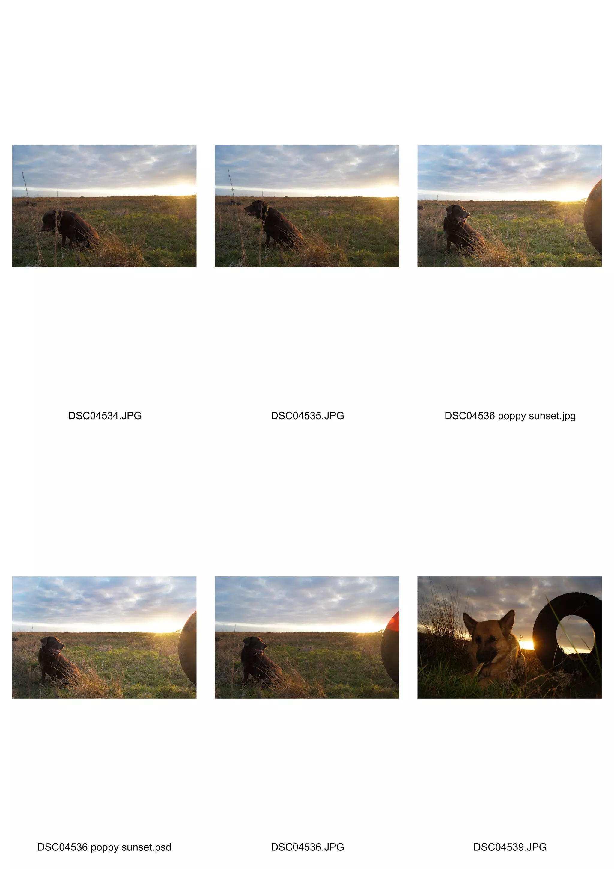 DSC04534.JPG           DSC04535.JPG   DSC04536 poppy sunset.jpg




DSC04536 poppy sunset.psd   DSC04536.JPG        DSC04539.JPG
 