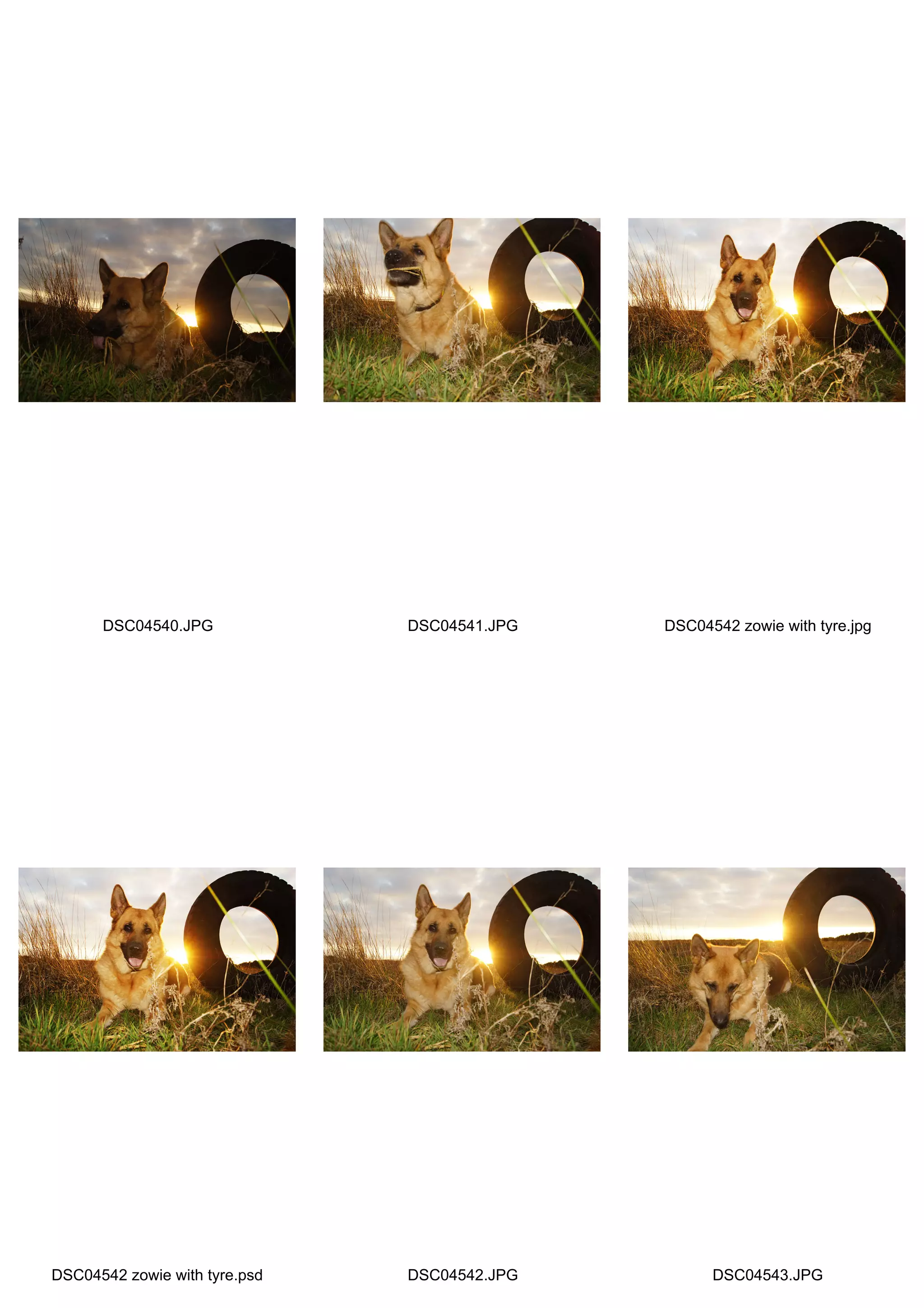 DSC04540.JPG             DSC04541.JPG   DSC04542 zowie with tyre.jpg




DSC04542 zowie with tyre.psd   DSC04542.JPG         DSC04543.JPG
 