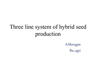 Three line system of hybrid seed
production
A.Murugan
Bsc.,agri
 