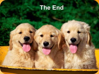 The End 
