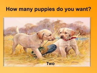 How many puppies do you want? 
Two 
 