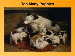 Too Many Puppies 
 