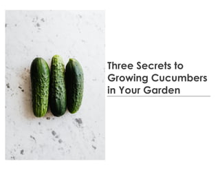 Three Secrets to
Growing Cucumbers
in Your Garden
 