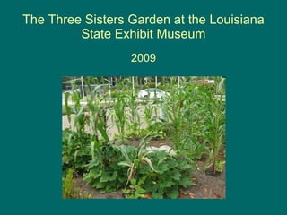 The Three Sisters Garden at the Louisiana State Exhibit Museum 2009 