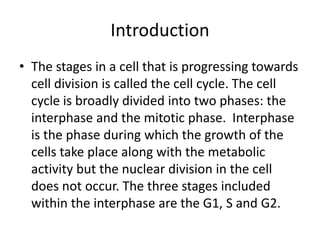 Interphase 3 Stages