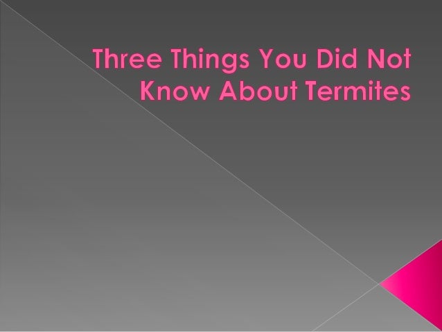 termites did three know things wood slideshare