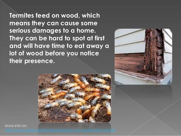 termites