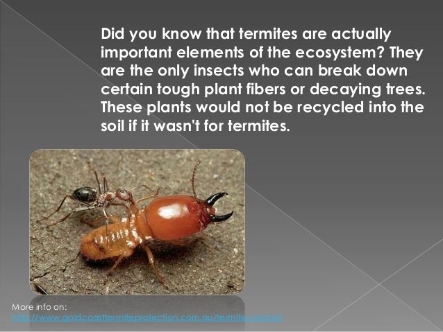 termites