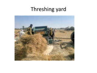 Threshing yard
 