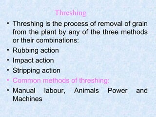 Linseed Threshing Process Threshing of food grain crops | PPT