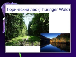 Тюрингский лес ( Thüringer Wald) 