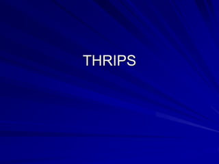 THRIPS
 