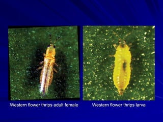 Western flower thrips adult female Western flower thrips larva
 