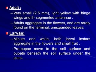 Adult :
– Very small (2.5 mm), light yellow with fringe
wings and 8- segmented antennae .
– Adults aggregate in the flowers, and are rarely
found on the terminal, unexpanded leaves.
Larvae:
– Minute and white, both larval instars
aggregate in the flowers and small fruit .
– Pre-pupae move to the soil surface and
pupate beneath the soil surface under the
plant.
 