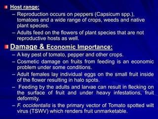 Host range:
– Reproduction occurs on peppers (Capsicum spp.),
tomatoes and a wide range of crops, weeds and native
plant species.
– Adults feed on the flowers of plant species that are not
reproductive hosts as well.
Damage & Economic Importance:
– A key pest of tomato, pepper and other crops.
– Cosmetic damage on fruits from feeding is an economic
problem under some conditions.
– Adult females lay individual eggs on the small fruit inside
of the flower resulting in halo spots.
– Feeding by the adults and larvae can result in flecking on
the surface of fruit and under heavy infestations, fruit
deformity.
– F. occidentalis is the primary vector of Tomato spotted wilt
virus (TSWV) which renders fruit unmarketable.
 