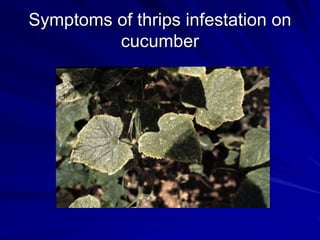 Symptoms of thrips infestation on
cucumber
 