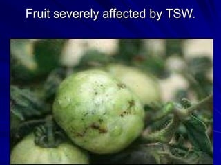 Fruit severely affected by TSW.
 