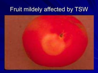 Fruit mildely affected by TSW
 