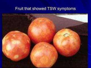 Fruit that showed TSW symptoms
 