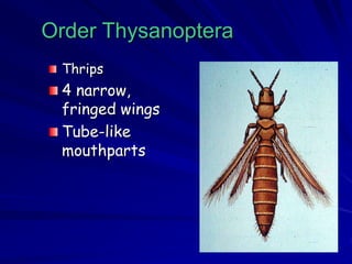 Order Thysanoptera
Thrips
4 narrow,
fringed wings
Tube-like
mouthparts
 