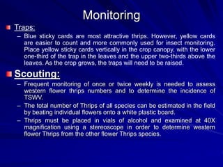 Monitoring
Traps:
– Blue sticky cards are most attractive thrips. However, yellow cards
are easier to count and more commonly used for insect monitoring.
Place yellow sticky cards vertically in the crop canopy, with the lower
one-third of the trap in the leaves and the upper two-thirds above the
leaves. As the crop grows, the traps will need to be raised.
Scouting:
– Frequent monitoring of once or twice weekly is needed to assess
western flower thrips numbers and to determine the incidence of
TSWV.
– The total number of Thrips of all species can be estimated in the field
by beating individual flowers onto a white plastic board.
– Thrips must be placed in vials of alcohol and examined at 40X
magnification using a stereoscope in order to determine western
flower Thrips from the other flower Thrips species.
 