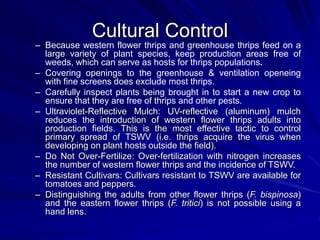 Cultural Control
– Because western flower thrips and greenhouse thrips feed on a
large variety of plant species, keep production areas free of
weeds, which can serve as hosts for thrips populations.
– Covering openings to the greenhouse & ventilation openeing
with fine screens does exclude most thrips.
– Carefully inspect plants being brought in to start a new crop to
ensure that they are free of thrips and other pests.
– Ultraviolet-Reflective Mulch: UV-reflective (aluminum) mulch
reduces the introduction of western flower thrips adults into
production fields. This is the most effective tactic to control
primary spread of TSWV (i.e. thrips acquire the virus when
developing on plant hosts outside the field).
– Do Not Over-Fertilize: Over-fertilization with nitrogen increases
the number of western flower thrips and the incidence of TSWV.
– Resistant Cultivars: Cultivars resistant to TSWV are available for
tomatoes and peppers.
– Distinguishing the adults from other flower thrips (F. bispinosa)
and the eastern flower thrips (F. tritici) is not possible using a
hand lens.
 
