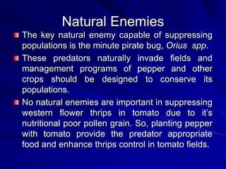 Natural Enemies
The key natural enemy capable of suppressing
populations is the minute pirate bug, Orius spp.
These predators naturally invade fields and
management programs of pepper and other
crops should be designed to conserve its
populations.
No natural enemies are important in suppressing
western flower thrips in tomato due to it’s
nutritional poor pollen grain. So, planting pepper
with tomato provide the predator appropriate
food and enhance thrips control in tomato fields.
 
