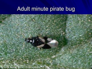 Adult minute pirate bug
 