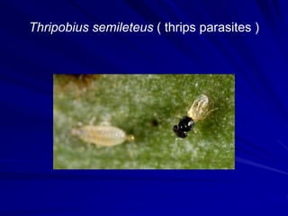 Thripobius semileteus ( thrips parasites )
 