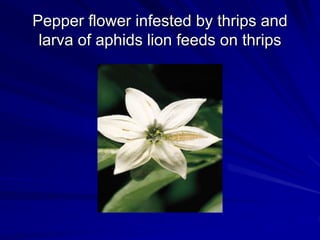 Pepper flower infested by thrips and
larva of aphids lion feeds on thrips
 