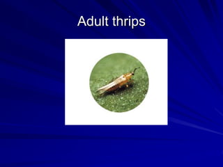 Adult thrips
 