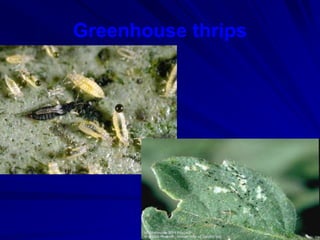 Greenhouse thrips
 