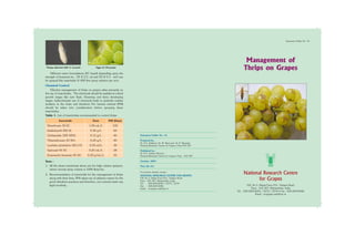 Different neem formulations (EC based) depending upon the
strength of botanical viz., 1% @ 2.5 ml and 5% @ 0.5 ml/l can
be sprayed like insecticide @ 400 litre spray solution per acre.
Chemical Control
Effective management of thrips on grapes relies primarily on
the use of insecticides. The chemicals should be applied at critical
growth stages like new flush, flowering and berry developing
stages. Indiscriminate use of chemicals leads to pesticide residue
problem in the fruits and therefore Pre harvest interval (PHI)
should be taken into consideration before spraying these
insecticides.
Table 1. List of insecticides recommended to control thrips
Note :
1. All the doses mentioned above are for high volume sprayers,
where normal spray volume is 1000 litres/ha.
2. Recommendation of insecticide for the management of thrips
along with their dose, PHI values are of advisory nature for the
good viticulture practices and therefore, not covered under any
legal scrutinity.
Management of
Thrips on Grapes
Extension Folder No. 13
National Research Centre
for Grapes
P.B. No.3, Manjri Farm P.O., Solapur Road
Pune - 412 307, Maharashtra, India
Tel. : 020-26914245 / 5573 / 5574 • Fax : 020-26914246
Email : nrcgrape.mah@nic.in
Insecticide Dose PHI (Days)
Dimethoate 30 EC 1.00 mL/L 100
Imidacloprid 200 SL 0.30 g/L 60
Clothianidin 50% WDG 0.12 g/L 40
Thiamethoxam 25 WG 0.25 g/L 40
Lambda-cyhalothrin 5EC/CS 0.50 ml/L 30
Spinosad 45 SC 0.25 mL/L 28
Emamectin benzoate 05 SG 0.20 g/mL/L 25
Extension Folder No. 13
Prepared by :
Dr. N.S. Kulkarni, Dr. M. Mani and Dr. K. Banerjee
National Research Centre for Grapes, Pune-412 307
Published by :
Dr. P.G. Adsule, Director
National Research Centre for Grapes, Pune - 412 307.
October, 2007
Price Rs 10/-
For further details contact :
NATIONAL RESEARCH CENTRE FOR GRAPES
P.B. No.3, Manjri Farm P.O., Solapur Road
Pune - 412 307, Maharashtra, India
Tel. : 020-26914245 / 5573 / 5574
Fax : 020-26914246
Email : nrcgrape.mah@nic.in
Thrips infected with V. lecaniii Eggs of Chrysopa
 