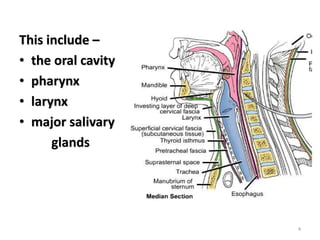 This include –
• the oral cavity
• pharynx
• larynx
• major salivary
glands
4
 