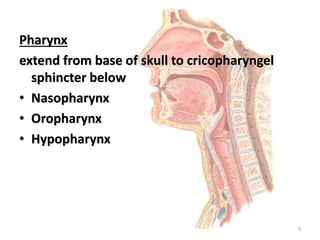 Pharynx
extend from base of skull to cricopharyngel
sphincter below
• Nasopharynx
• Oropharynx
• Hypopharynx
5
 