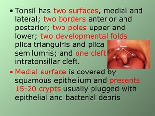 Comprehensive Overview of Tonsils: Anatomy, Pathology, and ...