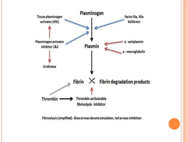 thrombin activable fibrinolysis inhibitor tafi role fibrinolysis