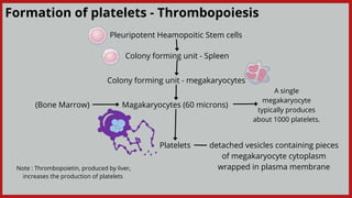 (Bone Marrow) Magakaryocytes (60 microns)
Pleuripotent Heamopoitic Stem cells
Colony forming unit - Spleen
Colony forming unit - megakaryocytes
Platelets detached vesicles containing pieces

of megakaryocyte cytoplasm

wrapped in plasma membrane
Formation of platelets - Thrombopoiesis
A single

megakaryocyte

typically produces

about 1000 platelets.
Note : Thrombopoietin, produced by liver,

increases the production of platelets
 