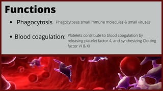 Functions
Phagocytosis Phagocytoses small immune molecules & small viruses
Blood coagulation: Platelets contribute to blood coagulation by

releasing platelet factor 4, and synthesizing Clotting

factor VI & XI
 