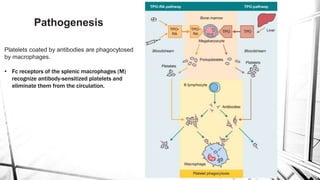Platelets coated by antibodies are phagocytosed
by macrophages.
• Fc receptors of the splenic macrophages (M)
recognize antibody-sensitized platelets and
eliminate them from the circulation.
Pathogenesis
 