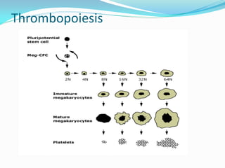 Thrombopoiesis
 