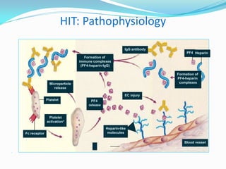 HIT: Pathophysiology
.
Formation of
PF4-heparin
complexes
IgG antibody
Formation of
immune complexes
(PF4-heparin-IgG)
EC injury
PF4
release
Platelet
activation*
Microparticle
release
Fc receptor
Platelet
Heparin-like
molecules
Blood vessel
PF4 Heparin
 