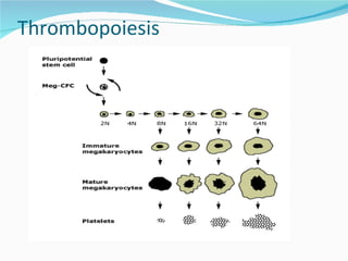 Thrombopoiesis 