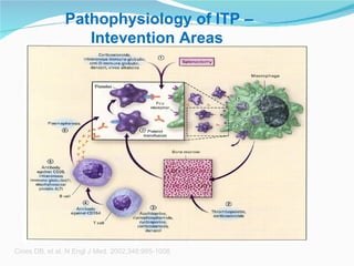 Cines DB, et al. N Engl J Med .  2002;346:995-1008.   Pathophysiology of ITP – Intevention Areas  