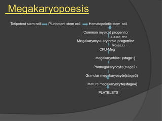 Megakaryopoesis
Totipotent stem cell Pluripotent stem cell Hematopoietic stem cell
Common myeloid progenitor
IL-3,SCF,TPO
Megakaryocyte erythroid progenitor
TPO,IL6,IL11
CFU-Meg
Megakaryoblast (stage1)
Promegakaryocyte(stage2)
Granular megakaryocyte(stage3)
Mature megakaryocyte(stage4)
PLATELETS
 