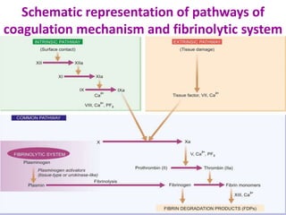 Schematic representation of pathways of
coagulation mechanism and fibrinolytic system
 