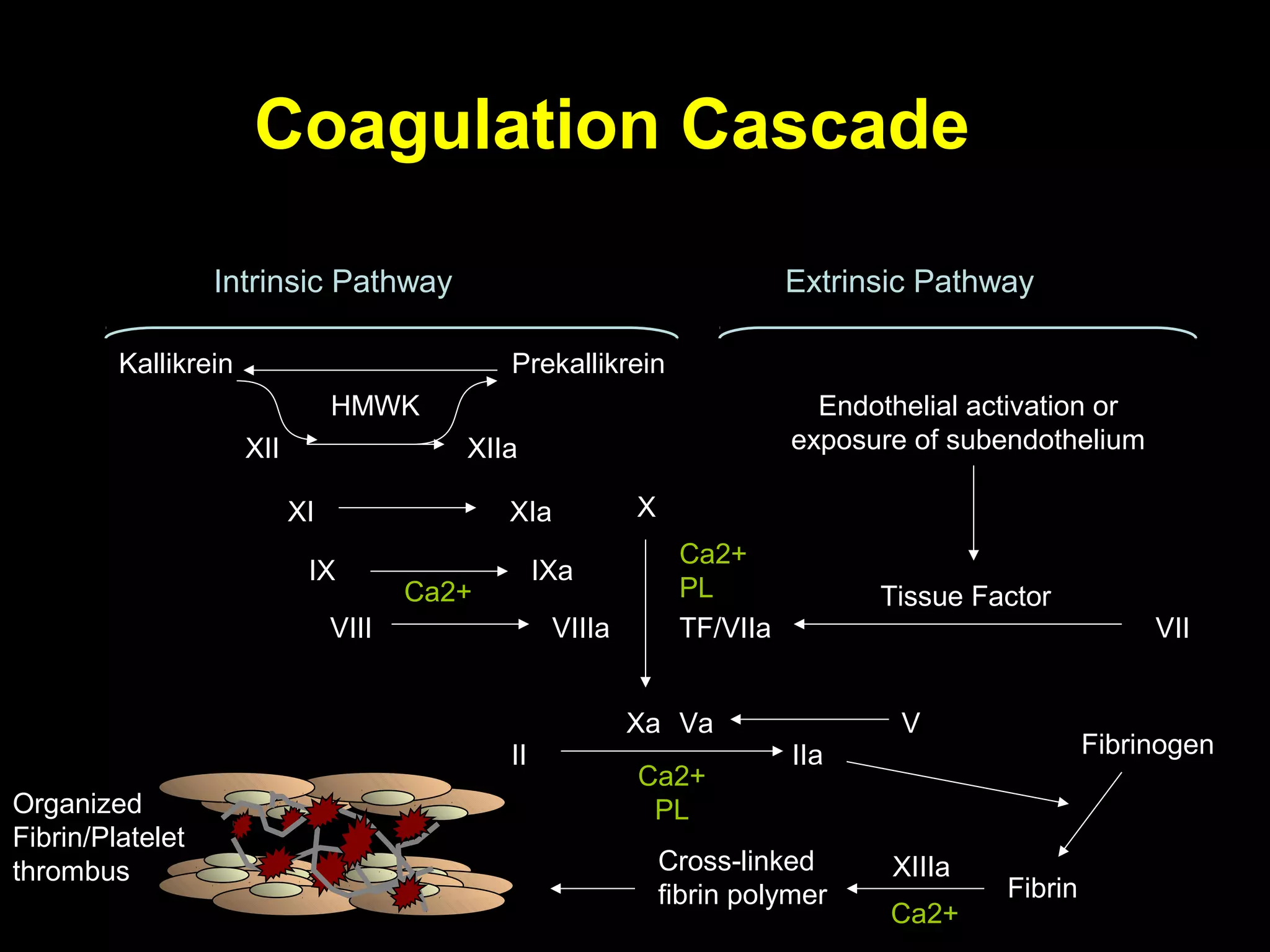 Coagulation Cascade
XII XIIa
XI XIa
IX
VIII VIIIa
X
Xa
Intrinsic Pathway Extrinsic Pathway
Endothelial activation or
exposure of subendothelium
Tissue Factor
VIITF/VIIa
Kallikrein
HMWK
Prekallikrein
IIaII
Ca2+
PL
Va V
Organized
Fibrin/Platelet
thrombus
Fibrinogen
Fibrin
Ca2+
PLCa2+
Cross-linked
fibrin polymer
XIIIa
Ca2+
IXa
 