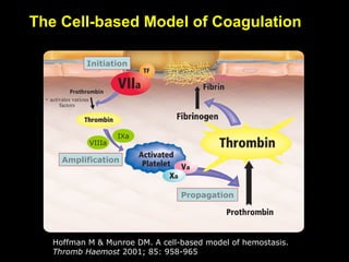 The Cell-based Model of Coagulation
VIIIa
IXa
Hoffman M & Munroe DM. A cell-based model of hemostasis.
Thromb Haemost 2001; 85: 958-965
+ activates various
factors
Initiation
Amplification
Propagation
 