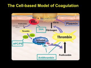 The Cell-based Model of Coagulation
VIIIa
IXa
+ activates various
factors
APC/PS
TFPI
Antithrombin
Plasmin
 