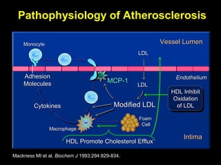 LDLLDL
LDLLDL
Mackness MI et al. Biochem J 1993;294:829-834.
EndotheliumEndothelium
Vessel LumenVessel LumenMonocyteMonocyte
Modified LDLModified LDL
MacrophageMacrophage
MCP-1MCP-1
AdhesionAdhesion
MoleculesMolecules
CytokinesCytokines
Pathophysiology of AtherosclerosisPathophysiology of Atherosclerosis
FoamFoam
CellCell
HDL Promote Cholesterol EffluxHDL Promote Cholesterol Efflux
IntimaIntima
HDL InhibitHDL Inhibit
OxidationOxidation
of LDLof LDL
 